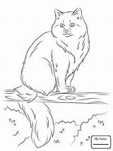 Ragdoll Cat Drawing Coloring Pages Getdrawings sketch template