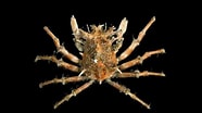 Afbeeldingsresultaten voor "criocarcinus Superciliosus". Grootte: 186 x 104. Bron: marinebiodiversity.org.bd