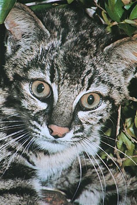 overzicht katachtigen wild cats magazine