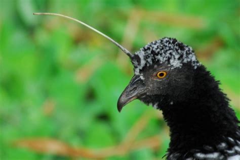 amazon wildlife amazon animals peruvian amazon cruises