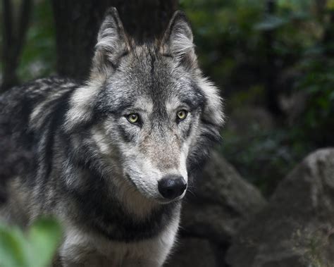 gray wolf population  peril  biden restores endangered species