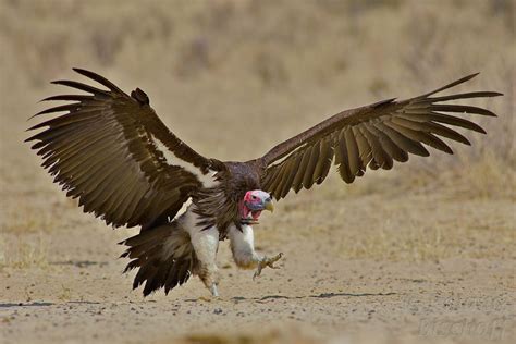 de bizarre wereld vultures gieren