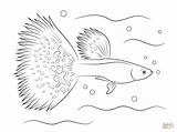 Guppy Coloring Pages Fish Drawing Siamese Fighting Printable sketch template