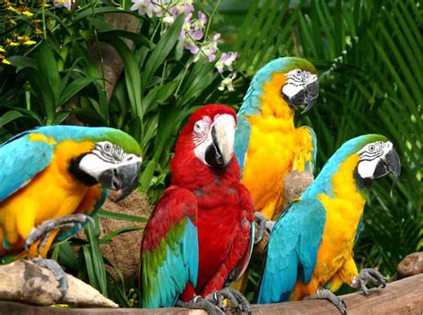beautiful world  colorful birds