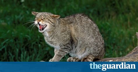 why the scottish wildcat is threatened by its ‘saviour kevin mckenna opinion the guardian