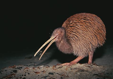 dont  bit kiwi kiwi  kiwis  flightless birds native