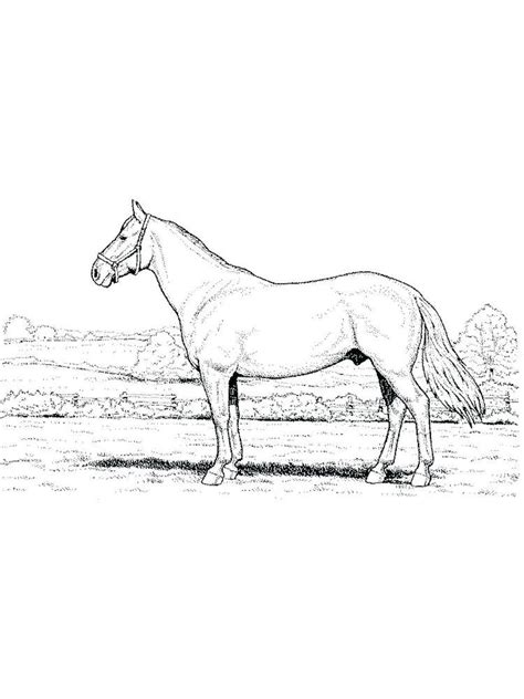 gaddynippercrayons hobby diy blog appaloosa horses horse coloring