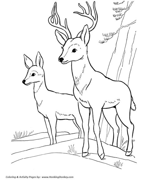 deer coloring page wild animal buck deer coloring pages  kids