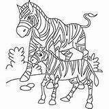 Zebra Coloring Baby Pages Her Zebras Color Printable Top sketch template