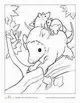 Coloring Opossum Possum Pages Babies Education Designlooter Baby Animals 388px 05kb Opossums sketch template