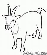 Coloring Goat Pages Kids Animal Alert Year Colorkid Symbol Animals Goats sketch template