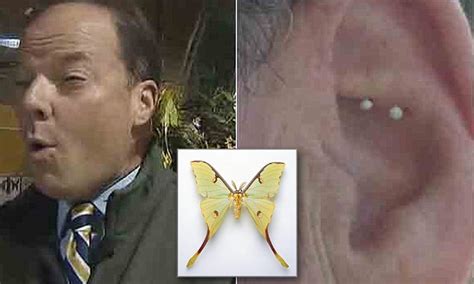 moon moth lays two eggs in fox 5 anchor s ear during live