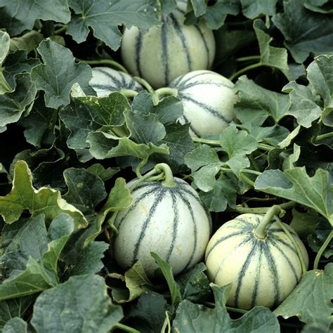 melon planter  cultiver ooreka