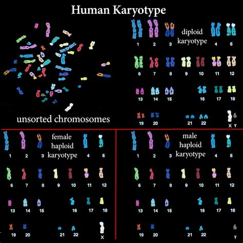 can a recessive trait be on the y chromosome solved red green