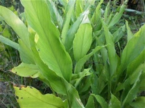 tumbuhan herbal kunyit curcuma longa linn tanaman