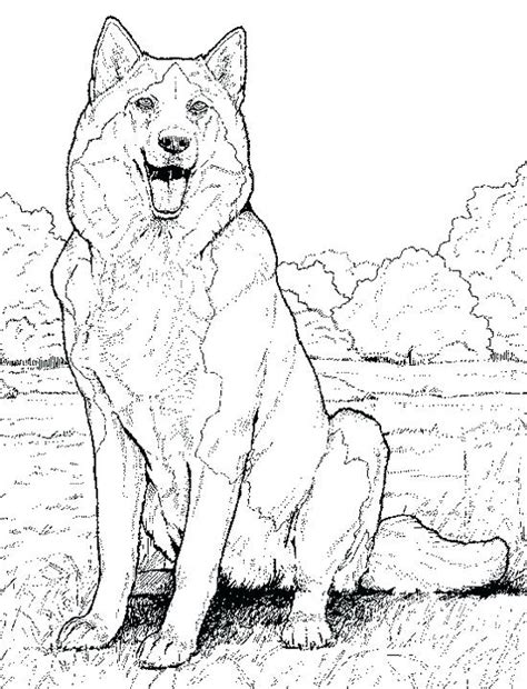 printable realistic animal coloring pages  getcoloringscom