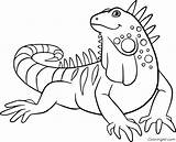 Iguana Reptile Coloringall Sonrisas Linda Automatically Device sketch template