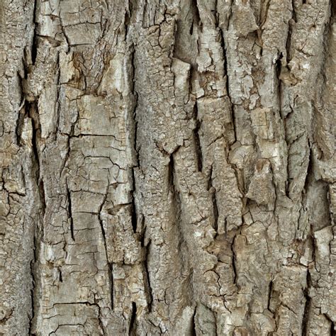 high resolution textures wood  tree bark seamless texture