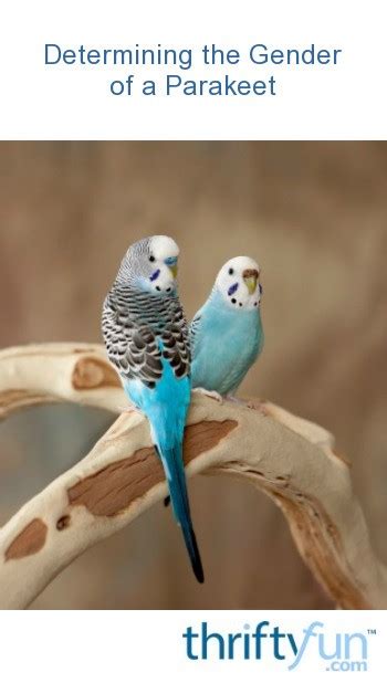 Determining The Gender Of A Parakeet Thriftyfun