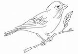 Coloring Pages Yellow Finch Crayon Printable Print Color Getcolorings sketch template