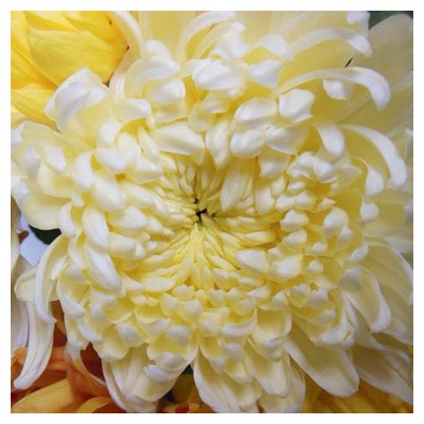 de chrysant wit crysanthemum coconut flakes table decorations hana flowers plants tattoo