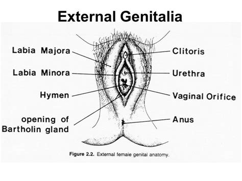 female genitalia diagram