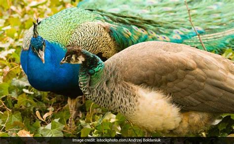 Peacocks Don T Have Sex Rajasthan Judge S Remark Stumps