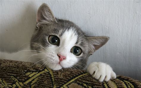cute kitten wallpaper animal wallpapers