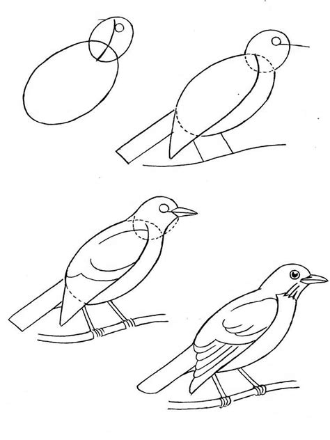 blackbird coloring pages   print blackbird coloring pages