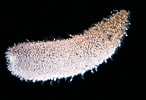 Afbeeldingsresultaten voor Pyrosoma. Grootte: 146 x 100. Bron: fineartamerica.com