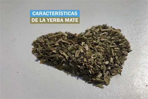 caracteristicas de la yerba mate beneficios  mas