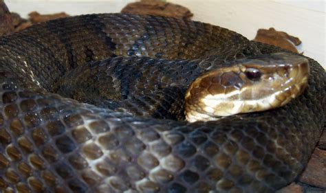 cottonmouth picslearning