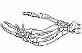 Skeleton Hand Drawing Bones Human Sketch Hands Skull Drawings Holding Draw Bone Google Cartoon Open Scheletro Palm Side Silhouette Tattoo sketch template