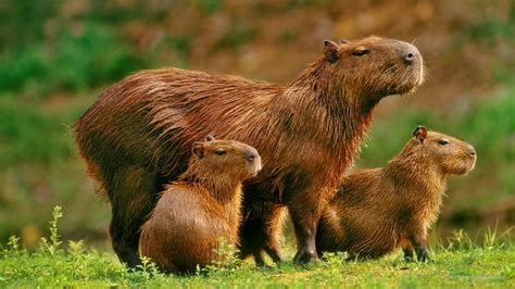 capybaras 1080p 2k 4k 5k hd wallpapers free download
