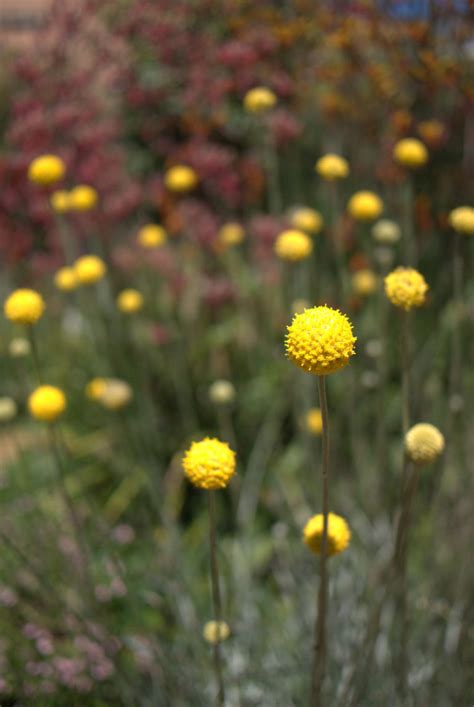 happiest daisy pycnosorus globosus mallee design