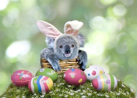 Pin By Ladyemy De Glencoe Wood On Koalas Happy Easter Koala Easter