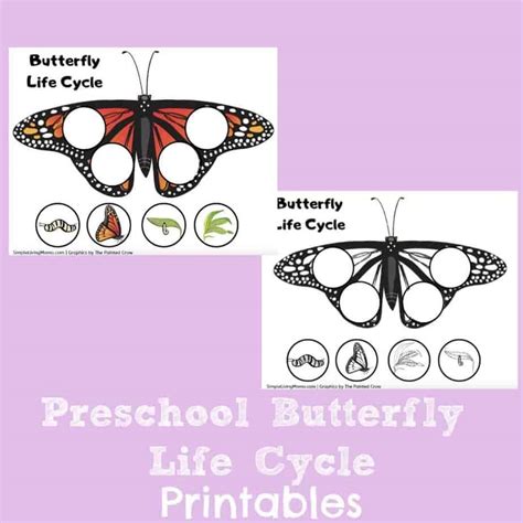 butterfly life cycle printables simple living mama