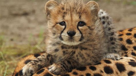 zes cheetawelpjes zetten eerste stapjes buiten  safaripark beekse bergen tilburgcom
