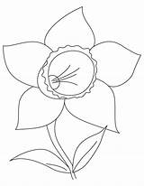 Daffodil Coloring Getcolorings sketch template