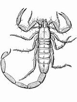 Scorpion Coloring Scorpions sketch template