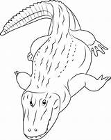 Caiman Coloring Pages Coloringpages101 Alligator Color Coloringbay Getdrawings sketch template