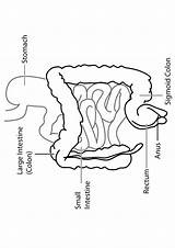 Biologie Ausmalbilder Anatomie Letzte Ausmalbild Q2 Momjunction sketch template