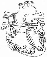 Cardiovascular Ekg sketch template