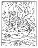 Coloring Jaguar Pages Mammals Animal Printable Animals Kids Zoo Big Color Book Print Jungle Four Cats Sheets Kelp Colouring Baby sketch template