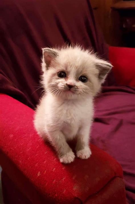 meet blossom  tiny foster kitten  smiles   camera