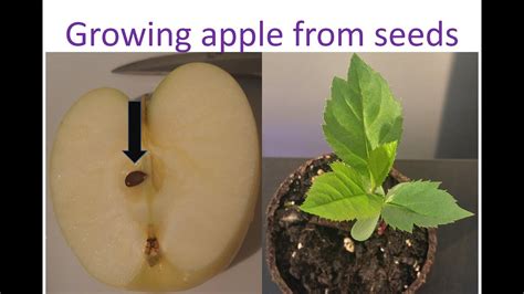 grow apple  seed  plant   months time lapse