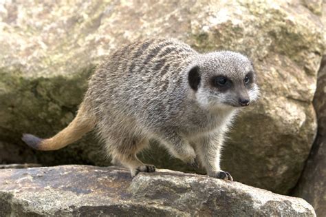 meerkat  biggest animals kingdom