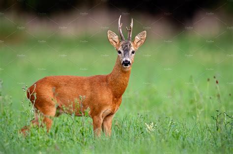 roe deer buck  green meadow  high quality animal stock