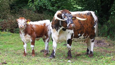 english longhorn cattle breed