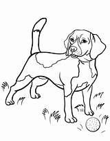 Beagle Printable Beagles Colorier Horse Chiens 공부 색칠 Books sketch template